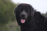 DOGUE DU TIBET 587